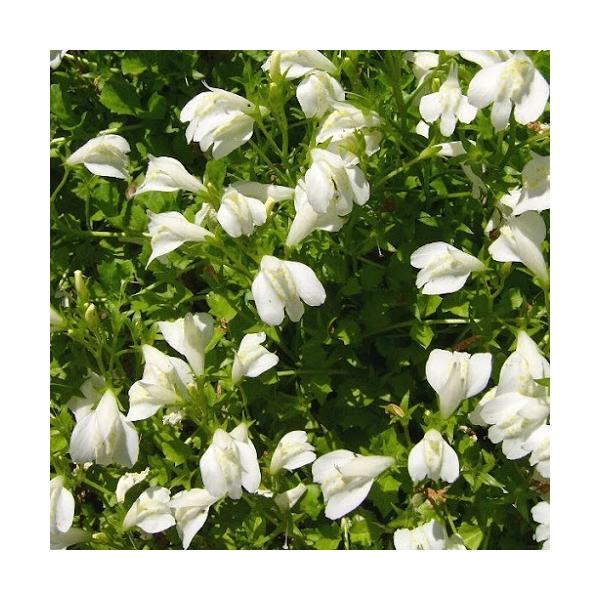 サギゴケ シロバナサギゴケ / 9.0cmポット （5本セット）（送料無料）  苗 植木 苗木 庭 グランドカバー さぎごけ しろばなさぎごけ 鷺苔 花期：3〜4月