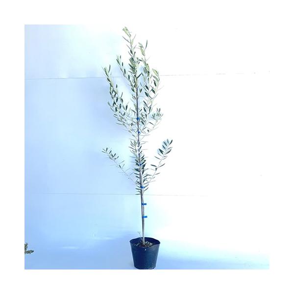 苗 オリーブ 苗木の人気商品 通販 価格比較 価格 Com