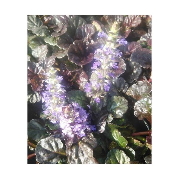 アジュガ 苗の人気商品 通販 価格比較 価格 Com