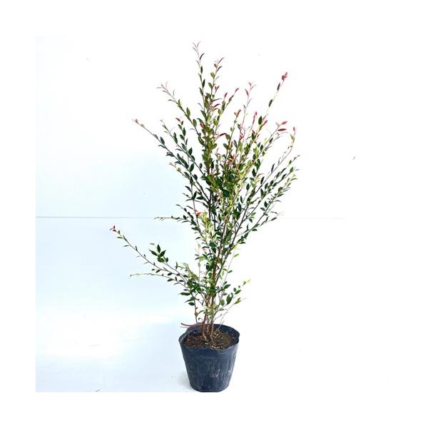 カメリアエリナ 樹高0.5m前後 15cmポット （ 単 品 ）（送料無料） 苗