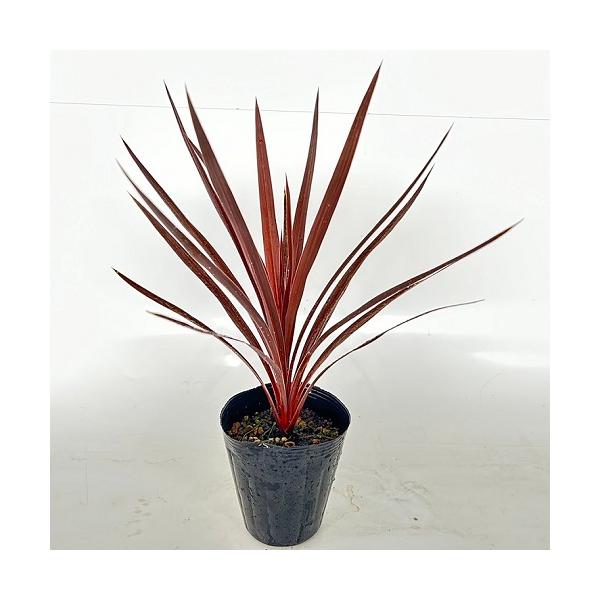 美形。大株。コルジリネコーヒークラシック1.4M(鉢底から)品番B 美形