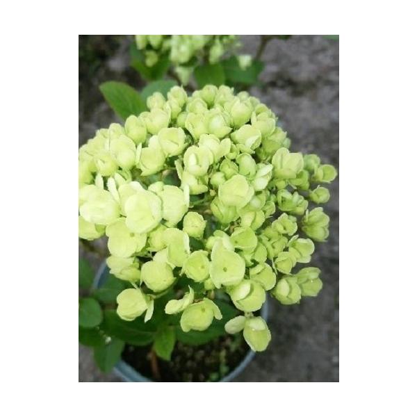 ビバーナム ステリーレ 樹高0.3m前後 15cmポット （10本セット）（送料無料） 苗 植木 苗木
