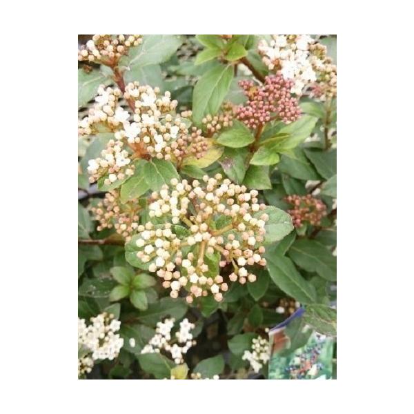 ビバーナム ティヌス（ジョウリョクガマズミ） 樹高0.3m前後 15cmポット （ 単 品 ）（送料無料） ジョウリョクガマズミ 苗 植木 苗木 庭  ビバーナムティヌス 常緑莢? ビブルナム