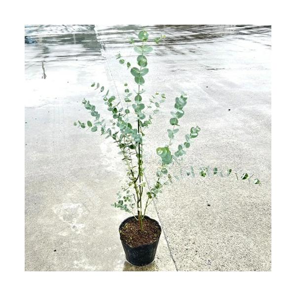 ユーカリ グニー 樹高0.6m前後 13.5cmポット ( 単 品 ) 苗 ユーカリ グニー 樹高0.6m前後 13.5cmポット ( 単 品 ) 苗