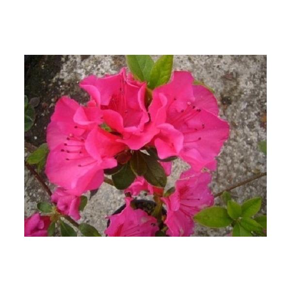 qhccW zE`JUL 0.3mO 15cm|bg i P i j  c A c 