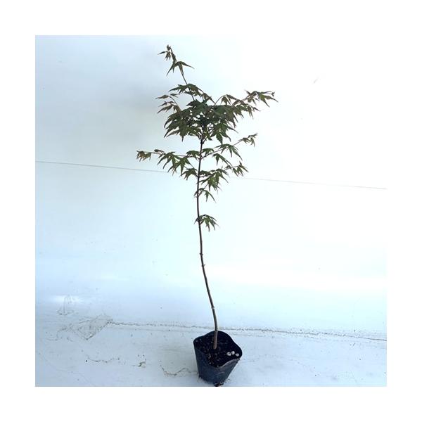 イロハモミジ　樹高H1.55m イロハモミジ 樹高0.4m前後 10.5cmポット （30本セット）（送料無料