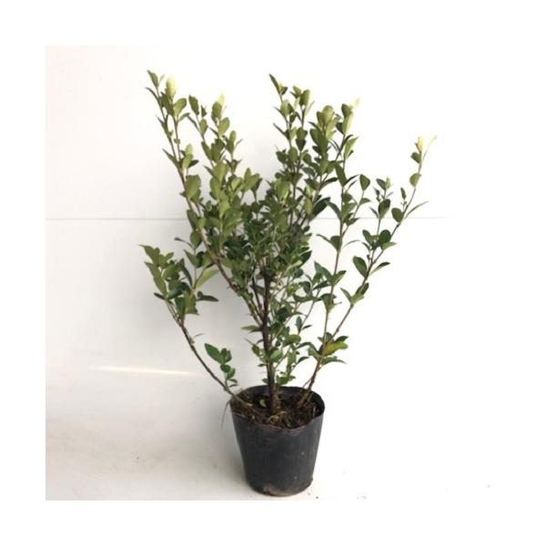 N`iV diN`iVj 0.3mO 15cm|bg i P i j  c A c 