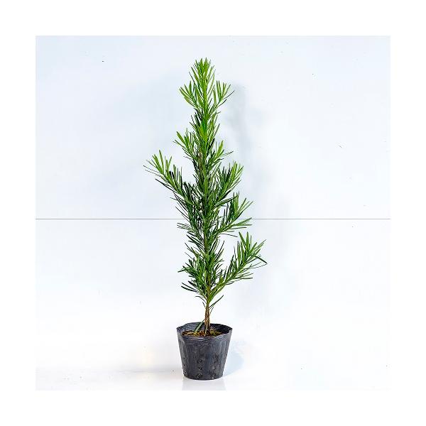 ラカンマキ 樹高0.6m前後 15cmポット （ 単 品 ）  苗 植木 苗木 庭  らかんまき 羅漢槙   お得な【送料無料】セット商品も販売中。↑<br>