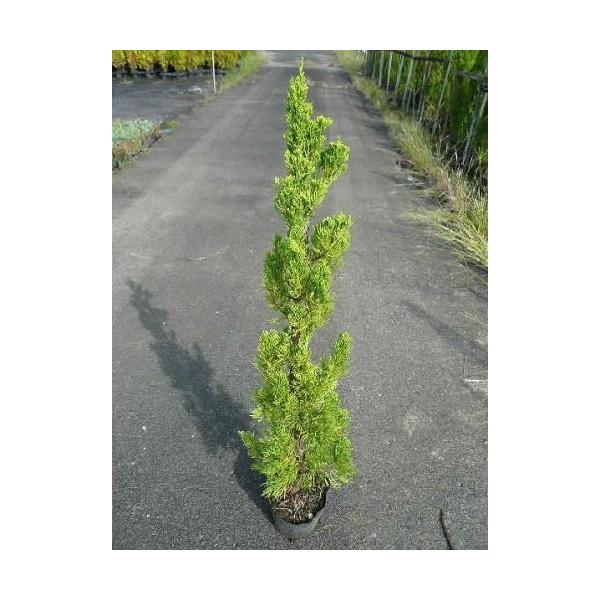 カイヅカイブキ 樹高1.0m前後 15cmポット （ 単 品 ）（送料無料）  苗 植木 苗木 庭 カイズカイブキ カイズカイブキ（カイヅカイブキ） 貝塚伊吹