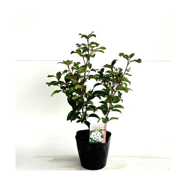 ビバーナム シナモミフォリューム 樹高0.3m前後 15cmポット （ 単 品 ） ビブルナム 苗 植木 苗木 庭  シナモミフォリウム 常緑ガマズミ   お得な【送料無料】セット商品も販売中。↑<br>