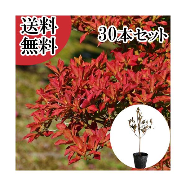 ドウダンツツジ 樹高0.3m前後 10.5cmポット （30本セット）（送料無料