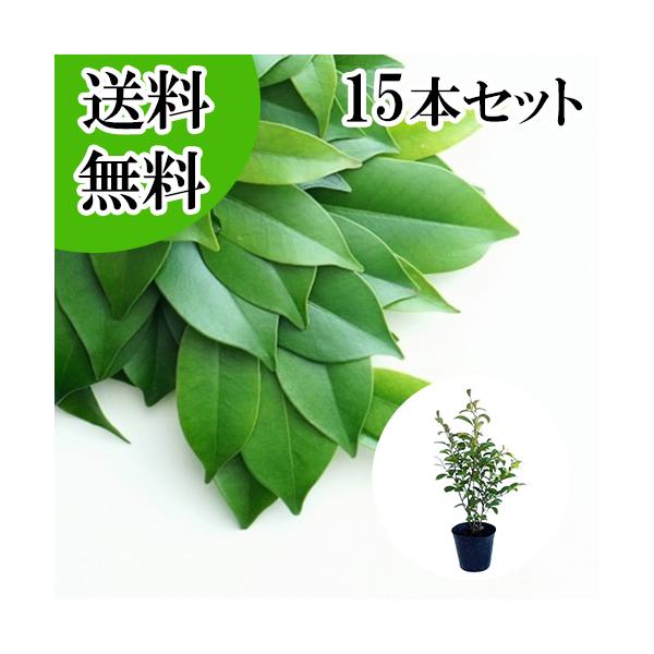 【サカキ】　参考品まとめ　8枚 サカキ （ホンサカキ） 本榊 樹高0.6m前後 15cmポット （15本セット