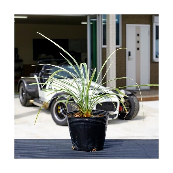 Vo[hS / 10.5cm|bg i P i j  c A c  OhJo[