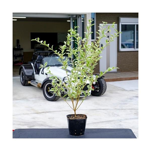 Vo[vybg 0.4mO 15cm|bg i P i j  c A c 