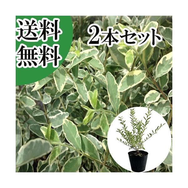 シルバープリペット 樹高0.4m前後 15cmポット （2本セット）（送料無料）  苗 植木 苗木 庭  しるばーぷりぺっと プリペット