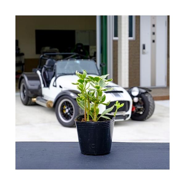 tCtbL\E / 9.0cm|bg i P i j  c A c  OhJo[