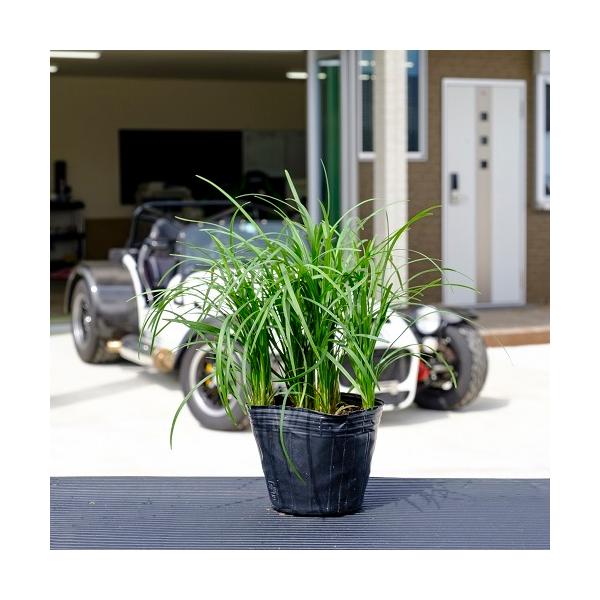 EmqQ / 9.0cm|bg i P i j  c A c  OhJo[