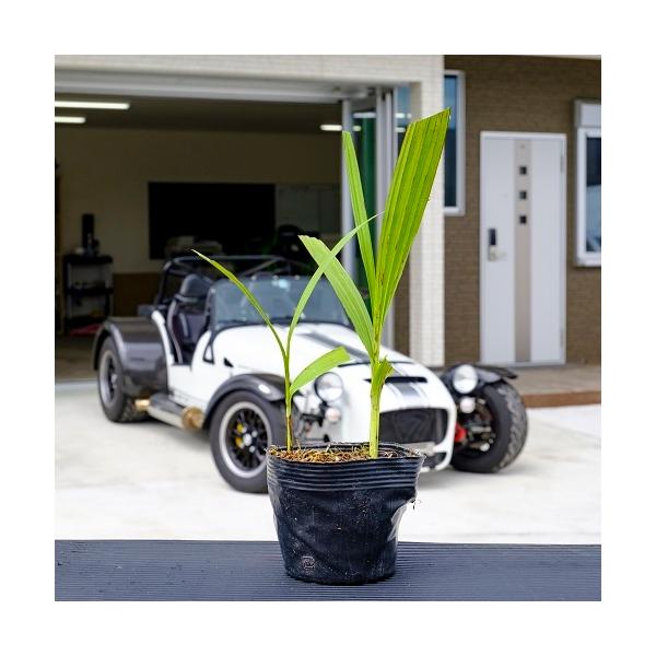 V / 10.5cm|bg i P i j  c A c  OhJo[