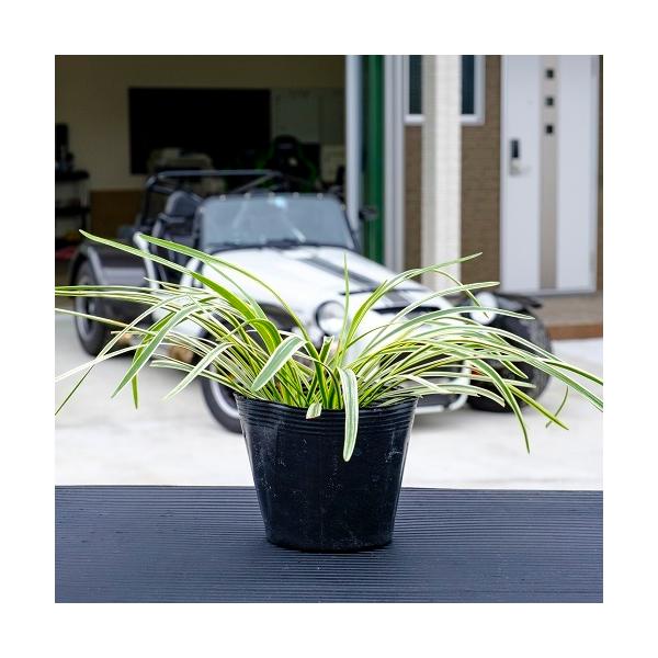 tCu / 10.5cm|bg i P i j ԁF10{ c A c  OhJo[