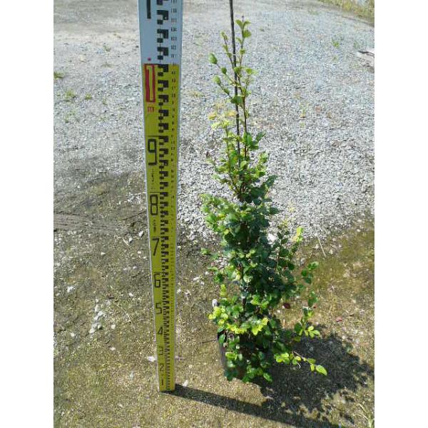 トキワマンサク（青葉白花） 樹高1.2m前後 18cmポット （4本セット）（送料無料）  苗 植木 苗木 庭  ときわまんさく（青葉白花） 常盤満作