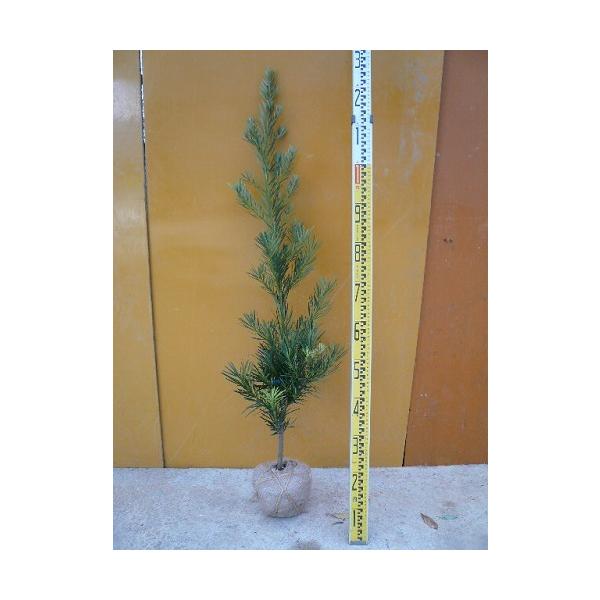 ラカンマキ 樹高1.2m前後 根巻 （5本セット）（送料無料）  苗 植木 苗木 庭