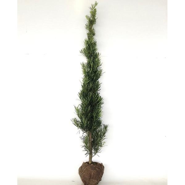 ラカンマキ 樹高1.2m前後 根巻 （2本セット）（送料無料） 苗 植木