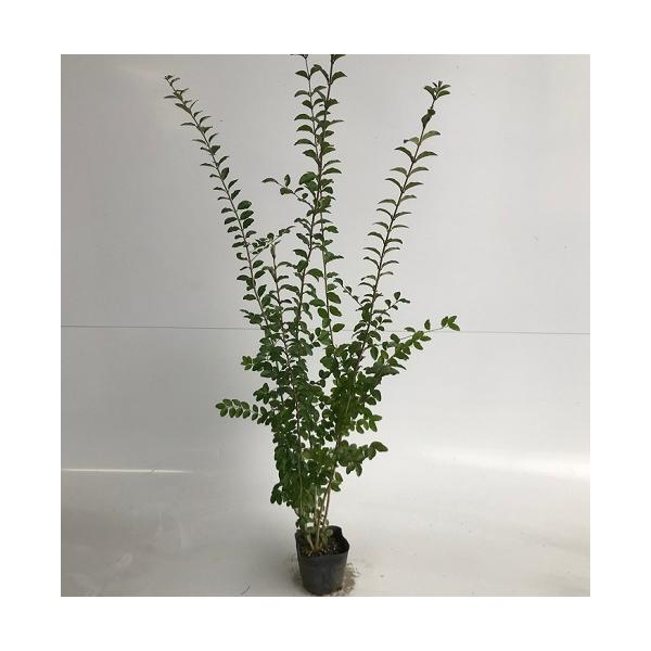 vybg 0.6mO 15cm|bg i P i j  c A c 