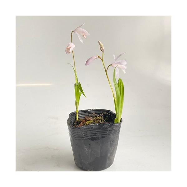 VoiV / 10.5cm|bg i P i j  c A c  OhJo[