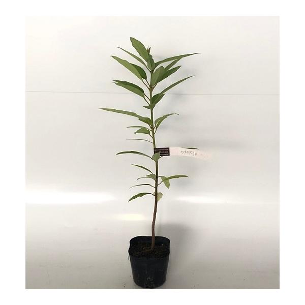 ヒメユズリハ 樹高0.3m前後 10.5cmポット （20本セット）（送料無料