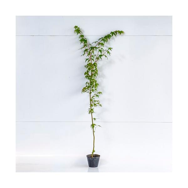 イロハモミジ 樹高1.0m前後 12cmポット （40本セット）（送料無料） 苗