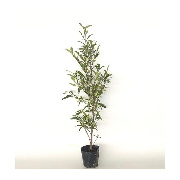 フイリサカキ 樹高1.0m前後 15cmポット （ 単 品 ） 苗 植木 苗木 庭