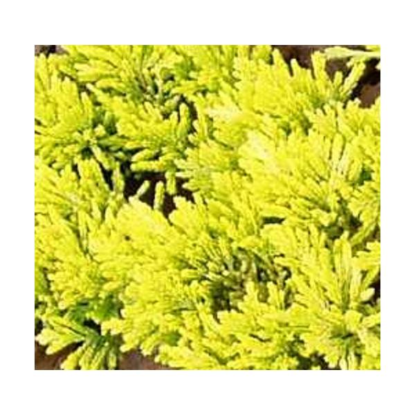 マザーローデ / 15cmポット （20本セット）（送料無料）  コニファー 苗 植木  庭 グランドカバー こにふぁー コニファー マザーローデ