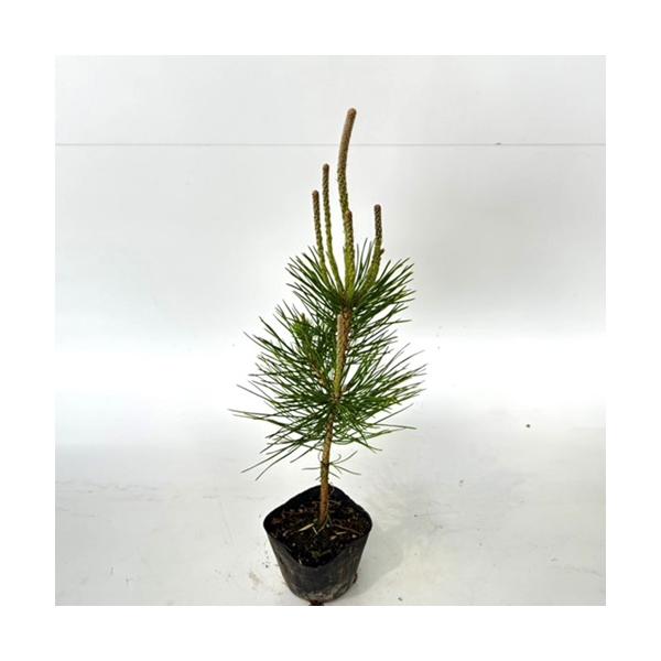 クロマツ 樹高0.3m前後 10.5cmポット （ 単 品 ）  苗 植木 苗木 庭  くろまつ 黒松   お得な【送料無料】セット商品も販売中。↑<br>