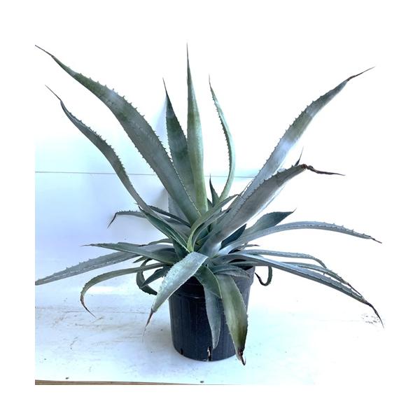 アガベ アメリカーナ 樹高0.3m前後 24cmポット （ 単 品 ） ドライガーデン ロックガーデン　 苗 植木 苗木 庭  あがべあめりかーな    お得な【送料無料】セット商品も販売中。↑<br>