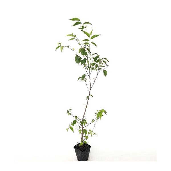 ムクノキ 樹高0.5m前後 10.5cmポット （10本セット）（送料無料）  苗 植木 苗木 庭  むくのき 椋木 椋の木 樸樹