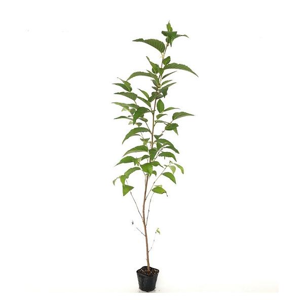 ヤシャブシ 樹高1.0m前後 10.5cmポット （ 単 品 ）  苗 植木 苗木 庭  やしゃぶし 夜叉五倍子   お得な【送料無料】セット商品も販売中。↑<br>