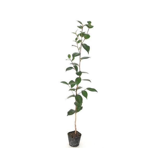 ヤブツバキ 樹高0.8m前後 10.5cmポット （ 単 品 ）（送料無料）  苗 植木 苗木 庭  やぶつばき つばき 藪椿