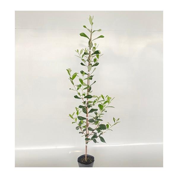 フェイジョア 樹高1.0m前後 15cmポット （2本セット）（送料無料）  苗 植木 苗木 庭  ふぇいじょあ フェイジョア