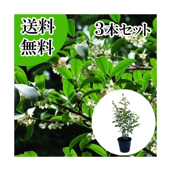 サカキ （ホンサカキ） 本榊 樹高0.6m前後 15cmポット （ 単 品 ）  苗 植木 苗木 庭 さかき ホンサカキ　ほんさかき 榊   お得な【送料無料】セット商品も販売中。↑<br>