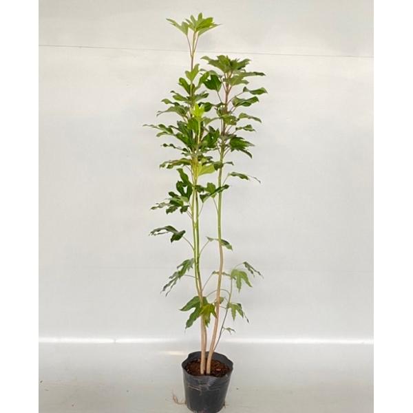 カクレミノ 樹高1.0m前後 18cmポット （ 単 品 ） 苗 植木 苗木 : 花と