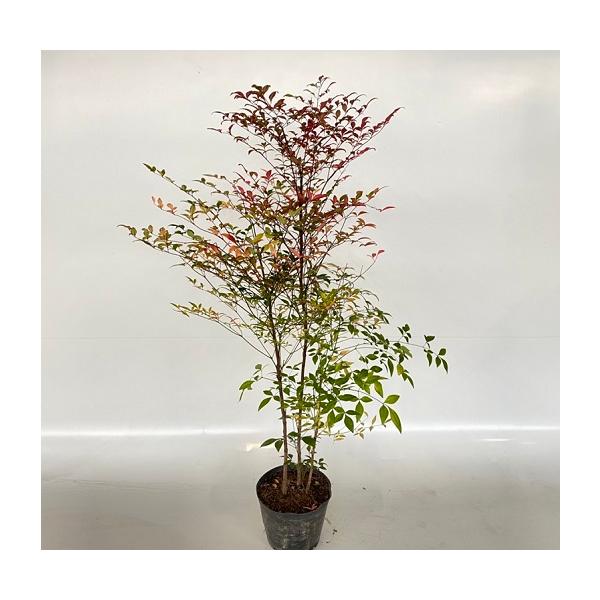 ナンテン 樹高0.8m前後 18cmポット （ 単 品 ） 苗 植木 苗木 : 花と緑