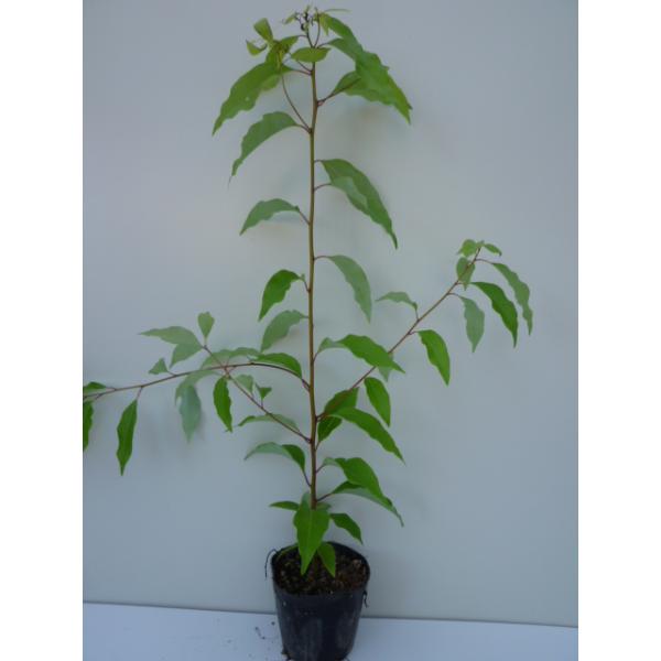 クスノキ 樹高0.5m前後 10.5cmポット （40本セット）（送料無料） 苗