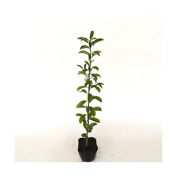 クロガネモチ 樹高0.3m前後 10.5cmポット （ 単 品 ）  苗 植木 苗木 庭  くろがねもち 黒鉄黐   お得な【送料無料】セット商品も販売中。↑<br>