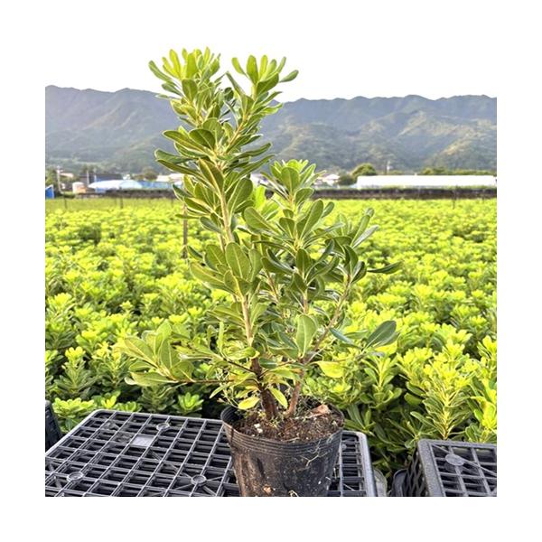 トベラ 樹高0.4m前後 15cmポット （ 単 品 ）（送料無料）  苗 植木 苗木 庭  とべら ナチュラル