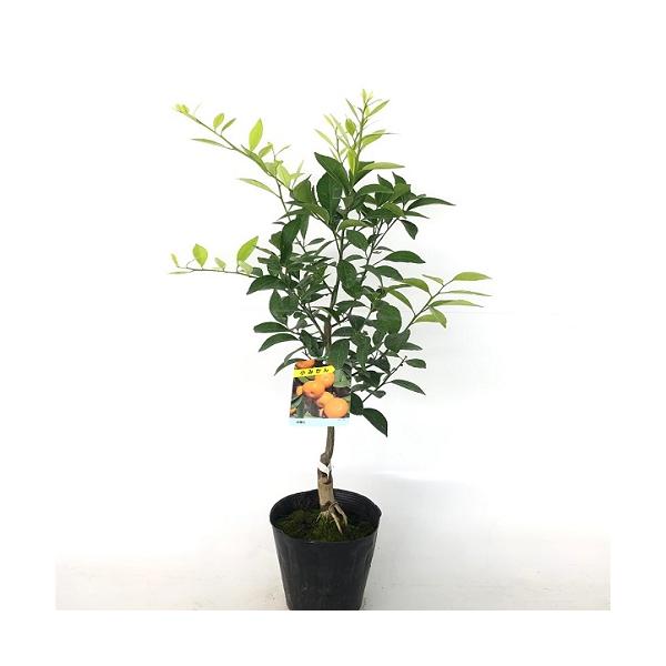 コミカン 小ミカン 樹高0.6m前後 15cmポット （2本セット）（送料無料）  苗 植木 苗木 庭 果樹苗 果樹 木 柑橘 こみかん 小みかん 小蜜柑