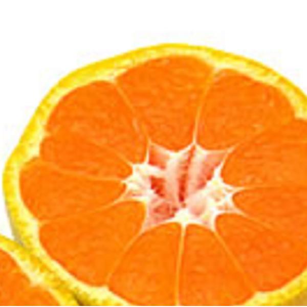 ウンシュウミカン（由良早生）  樹高0.5m前後 15cmポット （10本セット）（送料無料） お手軽にベランダでも 苗 植木 苗木 庭 果樹苗 果樹 木 柑橘 みかん ミカン 温州みかん