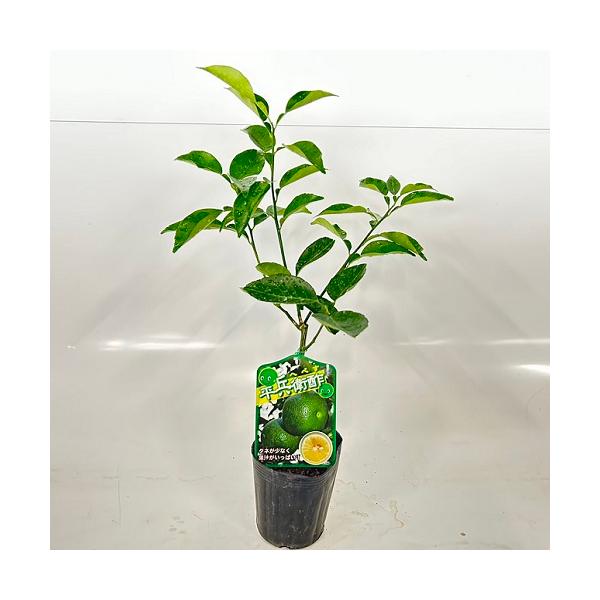 ヘベす（ヘベス） 樹高0.5m前後 15cmポット （ 単 品 ） お手軽にベランダでも  植木 苗木  果樹苗 果樹 木 柑橘 へべす 平兵衛酢 柑橘   お得な【送料無料】セット商品も販売中。↑<br>
