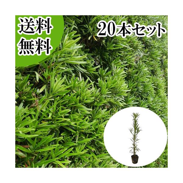 イヌマキ 樹高0.3m前後 10.5cmポット （20本セット）（送料無料）  苗 植木 苗木 庭  いぬまき 犬槇