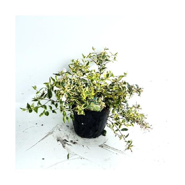 アベリア ホープレイズ 樹高0 15m前後 15cmポット 単 品 販売 苗 植木 苗木 庭木 垣根 生垣 生け垣 生垣用 目隠し 木 Buyee Buyee Japanese Proxy Service Buy From Japan Bot Online