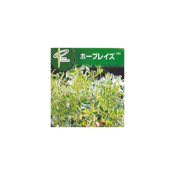 アベリア ホープレイズ 樹高0 15m前後 15cmポット 単 品 販売 苗 植木 苗木 庭木 垣根 生垣 生け垣 生垣用 目隠し 木 Buyee Buyee Jasa Perwakilan Pembelian Barang Online Di Jepang